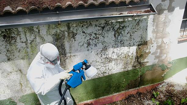 Trusted Commercial Mold Remediation service in New Milford, IL - Cheap Mold Removal